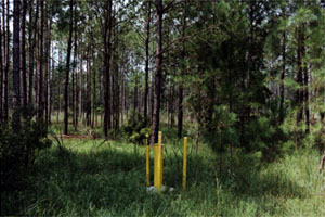 picture of Area F