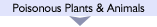 Poisonous Plants & Animals
