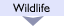 Wildlife