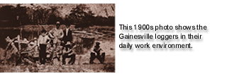 picture from the 1900s showing the Gainesville loggers in their daily work environment