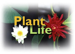 Plant Life link