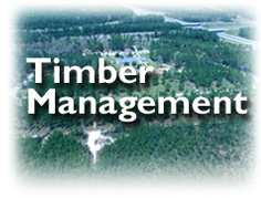 Timber Management link