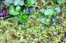 Salvinia minima