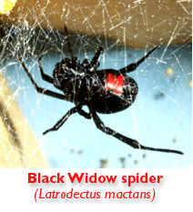 picture of Black Widow spider