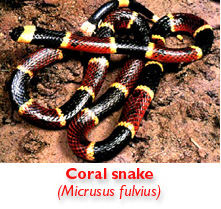 picture of coral snake