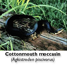 cottonmouth moccasin