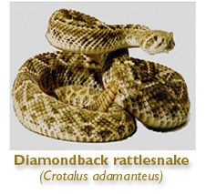 picture of diamondback rattlesnake