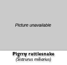 picture of Pigmy rattlesnake