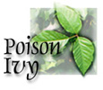 Poison Ivy