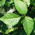 Poison Ivy