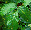 Poison Oak
