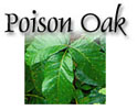 Poison Oak