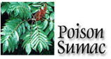 Poison Sumac