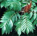 Poison Sumac