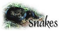 link to Snakes page