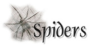 link to spiders page