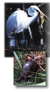 picture of white heron with fish and picture of turtle