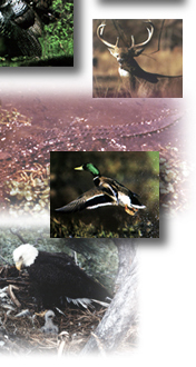 picture of deer, alligator, mallard in flight, and eagle at nest