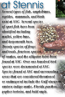 Several types of fish, amphibians, reptiles, mammals, and birds exist at SSC. Several species of sport fish have been identified including mullet, yellow bass, and largemouth bass. Twenty species of frogs and toads, fourteen species of snakes, and the alligator have been found at SSC. Over one hundred bird species were documented at SSC. Species found at SSC and surrounding areas that are considered threatened or endangered include the Gulf sturgeon, eastern indigo snake, Florida panther, gopher tortoise, and bald eagle.