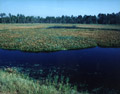picture of lagoon - artificial marsh system